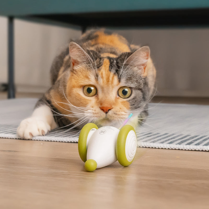 Wicked Mouse PLUS
